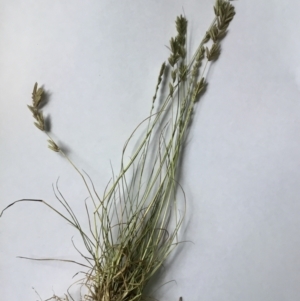 Eragrostis elongata at Denman Prospect, ACT - 9 Feb 2022