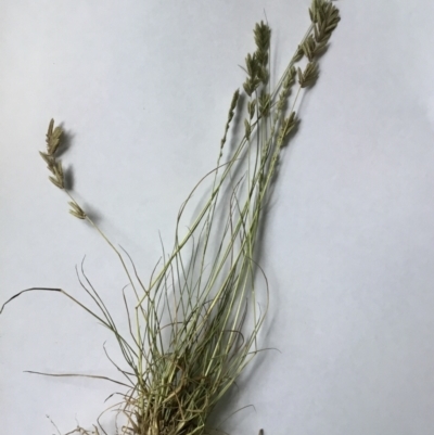 Eragrostis elongata (Clustered Lovegrass) at Block 402 - 9 Feb 2022 by rainer