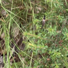 Neoscleropogon sp. (genus) (Robber fly) at Fowles St. Woodland, Weston - 9 Feb 2022 by AliceH