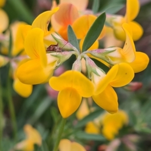 Lotus corniculatus at McKellar, ACT - 8 Feb 2022