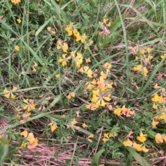 Lotus corniculatus at McKellar, ACT - 8 Feb 2022