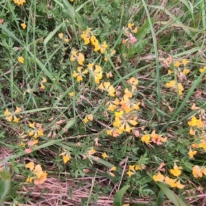 Lotus corniculatus at McKellar, ACT - 8 Feb 2022 07:58 PM