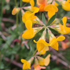 Lotus corniculatus at McKellar, ACT - 8 Feb 2022