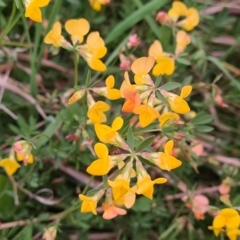 Lotus corniculatus at McKellar, ACT - 8 Feb 2022