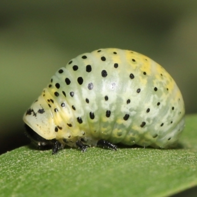 Dicranosterna immaculata (Acacia leaf beetle) at Tidbinbilla Nature Reserve - 1 Feb 2022 by TimL