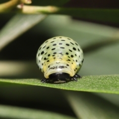 Dicranosterna immaculata at Paddys River, ACT - 1 Feb 2022