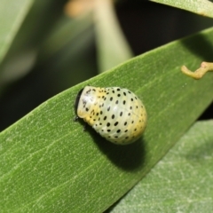 Dicranosterna immaculata at Paddys River, ACT - 1 Feb 2022