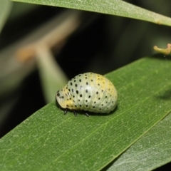 Dicranosterna immaculata at Paddys River, ACT - 1 Feb 2022 11:18 AM