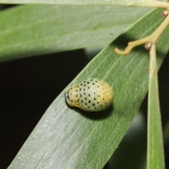 Dicranosterna immaculata at Paddys River, ACT - 1 Feb 2022 11:18 AM