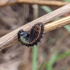 Paropsisterna beata (Blessed Leaf Beetle) at Lions Youth Haven - Westwood Farm A.C.T. - 9 Feb 2022 by HelenCross