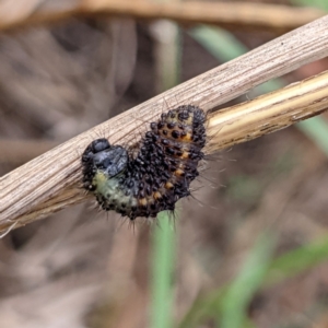 Paropsisterna beata at Lions Youth Haven - Westwood Farm A.C.T. - 9 Feb 2022 01:23 PM