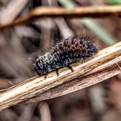 Paropsisterna beata at Lions Youth Haven - Westwood Farm A.C.T. - 9 Feb 2022 01:23 PM