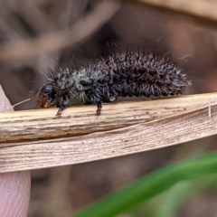 Paropsisterna beata at Lions Youth Haven - Westwood Farm A.C.T. - 9 Feb 2022 01:23 PM