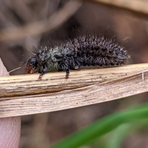 Paropsisterna beata at Lions Youth Haven - Westwood Farm A.C.T. - 9 Feb 2022 01:23 PM