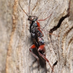 Encyrtidae (family) (Encyrtid wasp) at Paddys River, ACT - 1 Feb 2022 by TimL