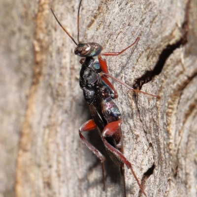 Ichneumonoidea (Superfamily) (A species of parasitic wasp) at Paddys River, ACT - 1 Feb 2022 by TimL