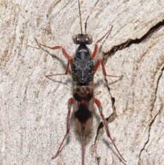 Encyrtidae (family) at Tidbinbilla Nature Reserve - 1 Feb 2022 11:37 AM