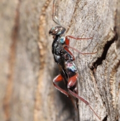 Encyrtidae (family) at Tidbinbilla Nature Reserve - 1 Feb 2022