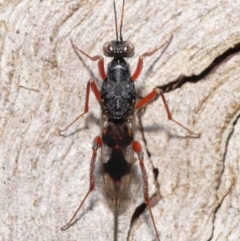 Encyrtidae (family) at Tidbinbilla Nature Reserve - 1 Feb 2022 11:37 AM