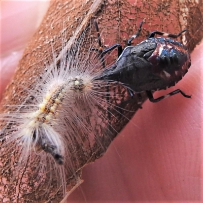 Oechalia schellenbergii (Spined Predatory Shield Bug) at Lions Youth Haven - Westwood Farm A.C.T. - 9 Feb 2022 by HelenCross