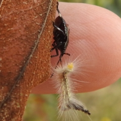 Oechalia schellenbergii at Kambah, ACT - 9 Feb 2022 12:57 PM