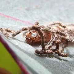 Hypertropha tortriciformis (A Gelechioid moth) at Kambah, ACT - 22 Feb 2022 by HelenCross