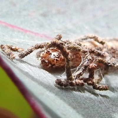 Hypertropha tortriciformis (A Gelechioid moth) at Kambah, ACT - 22 Feb 2022 by HelenCross