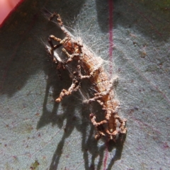 Hypertropha tortriciformis at Kambah, ACT - 22 Feb 2022