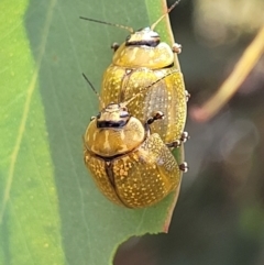 Paropsisterna cloelia (Eucalyptus variegated beetle) at QPRC LGA - 8 Feb 2022 by tpreston