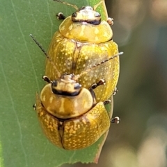 Paropsisterna cloelia at Sutton, NSW - 8 Feb 2022