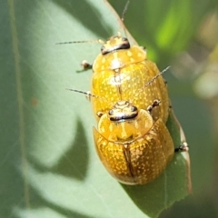 Paropsisterna cloelia at Sutton, NSW - 8 Feb 2022