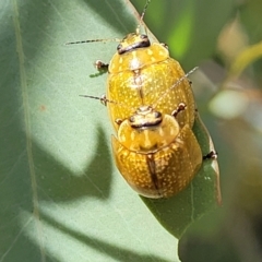 Paropsisterna cloelia at Sutton, NSW - 8 Feb 2022