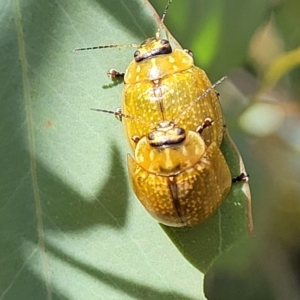 Paropsisterna cloelia at Sutton, NSW - 8 Feb 2022