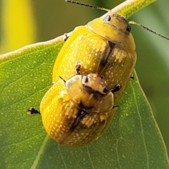 Paropsisterna cloelia (Eucalyptus variegated beetle) at QPRC LGA - 8 Feb 2022 by tpreston