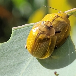 Paropsisterna cloelia at Sutton, NSW - 8 Feb 2022