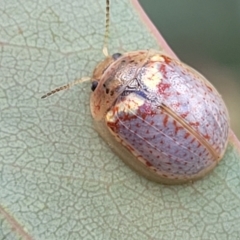 Paropsisterna decolorata (A Eucalyptus leaf beetle) at Sutton, NSW - 8 Feb 2022 by trevorpreston