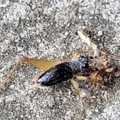 Trigonidiidae (family) at Lyneham, ACT - 9 Feb 2022