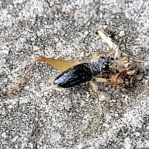 Trigonidiidae (family) at Lyneham, ACT - 9 Feb 2022 02:00 PM