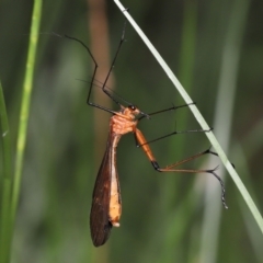 Harpobittacus australis (Hangingfly) at Paddys River, ACT - 1 Feb 2022 by TimL