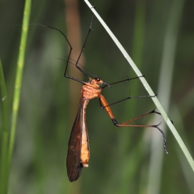 Harpobittacus australis (Hangingfly) at Tidbinbilla Nature Reserve - 1 Feb 2022 by TimL