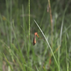 Harpobittacus australis at Paddys River, ACT - 1 Feb 2022