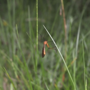 Harpobittacus australis at Paddys River, ACT - 1 Feb 2022