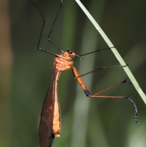 Harpobittacus australis at Paddys River, ACT - 1 Feb 2022