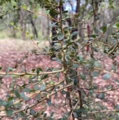 Bursaria spinosa (Native Blackthorn) at Bruce, ACT - 6 Feb 2022 by 1pepsiman