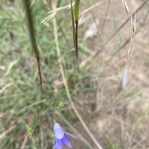 Wahlenbergia sp. at O'Connor, ACT - 6 Feb 2022