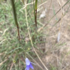 Wahlenbergia sp. (Bluebell) at Bruce Ridge - 6 Feb 2022 by 1pepsiman