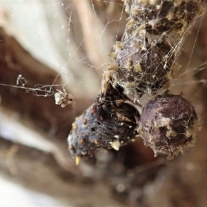 Celaenia calotoides at Cook, ACT - 13 Jan 2022