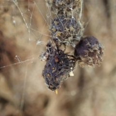 Celaenia calotoides at Cook, ACT - 13 Jan 2022