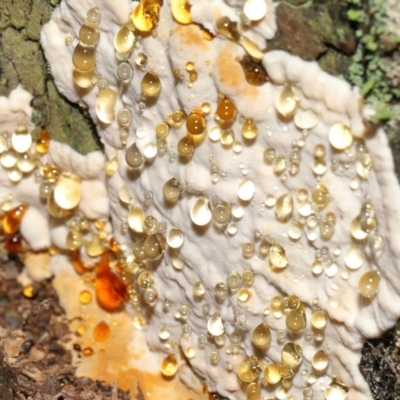 Unverified Pored or somewhat maze-like on underside [bracket polypores] at Paddys River, ACT - 1 Feb 2022 by TimL