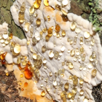 Unidentified Pored or somewhat maze-like on underside [bracket polypores] at Paddys River, ACT - 1 Feb 2022 by TimL